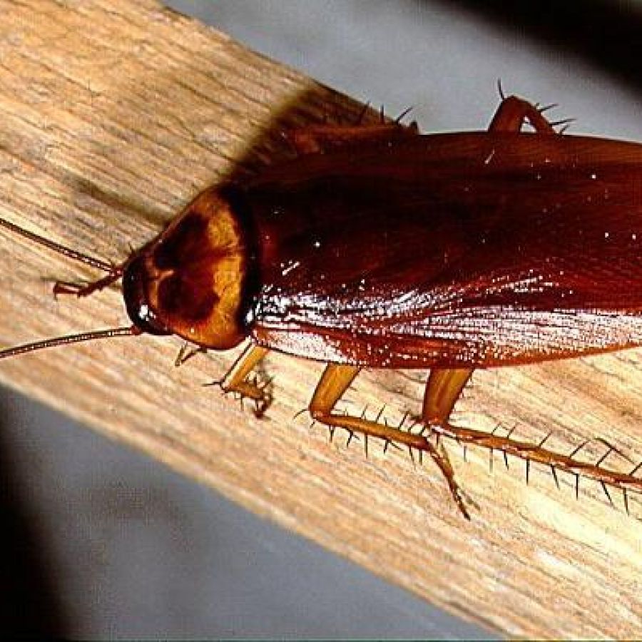 Amerikaanse kakkerlak ingezoomd