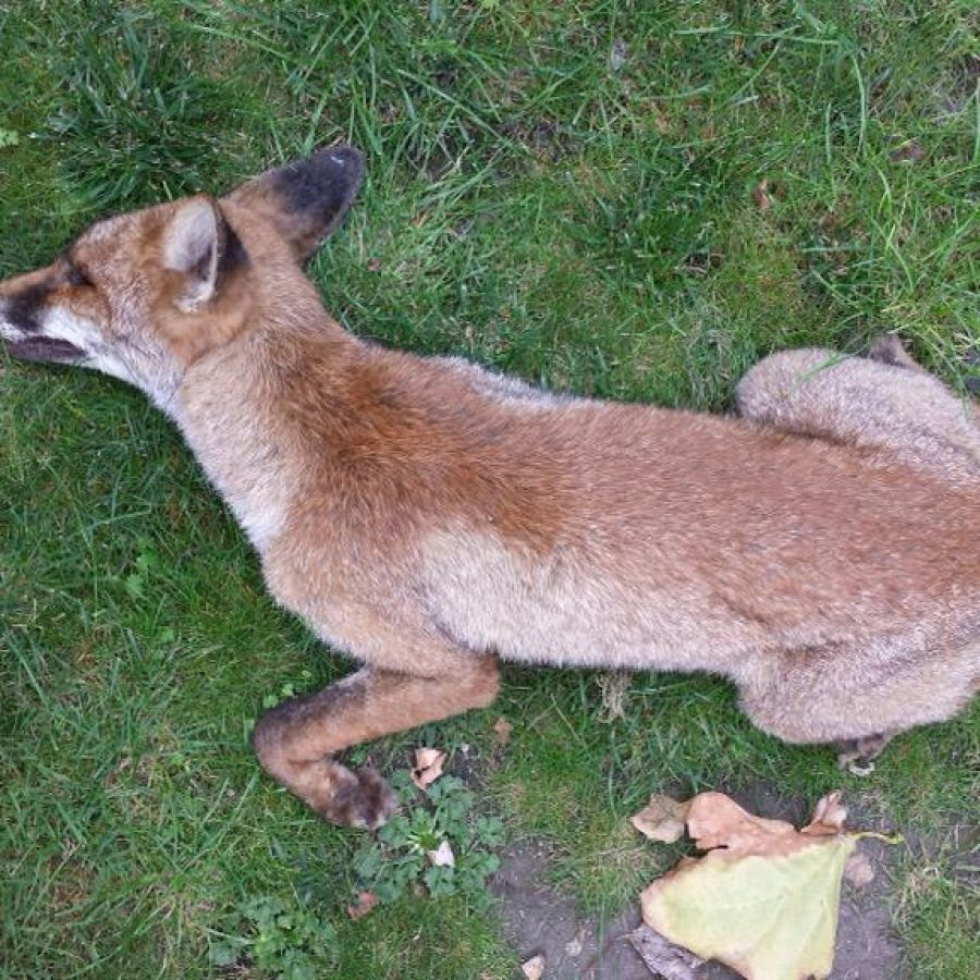 een dode vos die zorgde voor overlast en waarvoor faunabeheer goed is