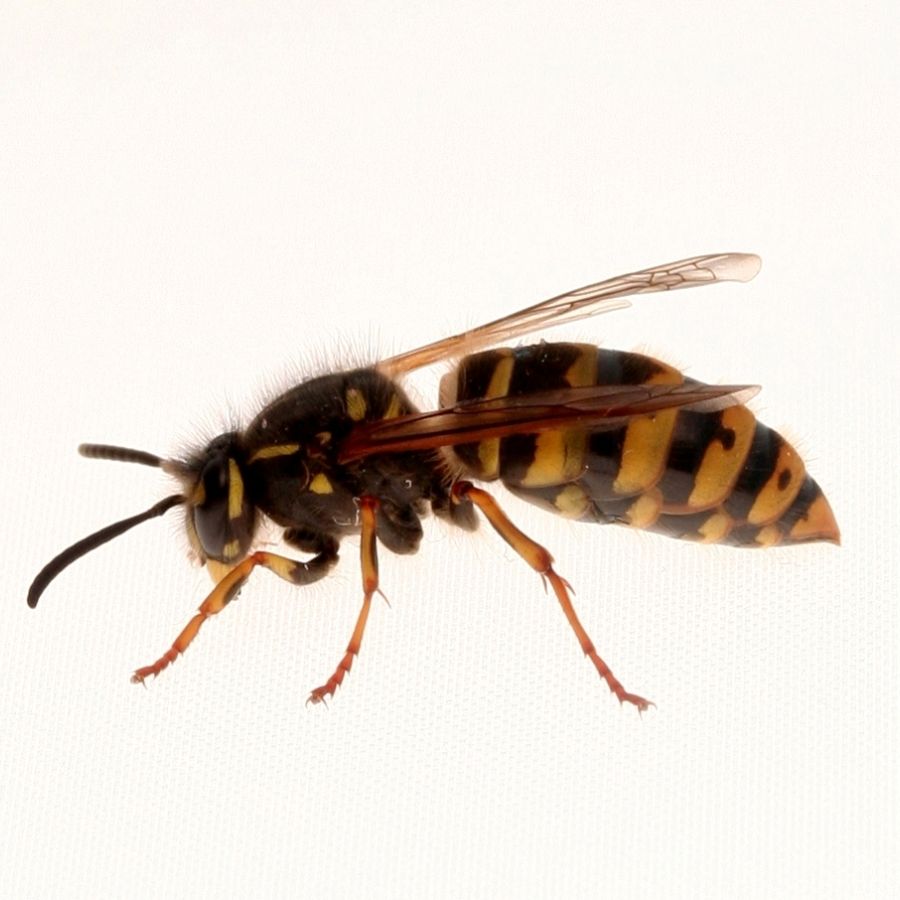 een wesp die wespenoverlast veroorzaakt