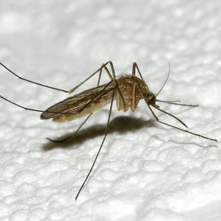 steekmug ingezoomd onderdeel van een muggenplaag