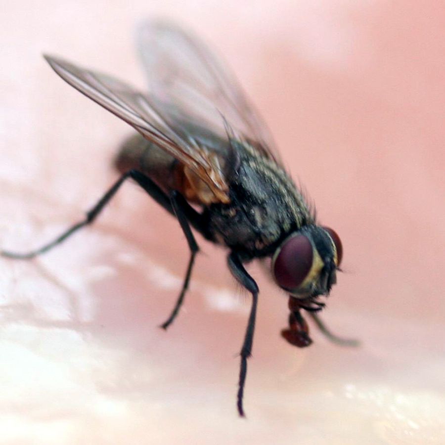 een vlieg ingezoomd waar insectenbestrijding voor nodig is