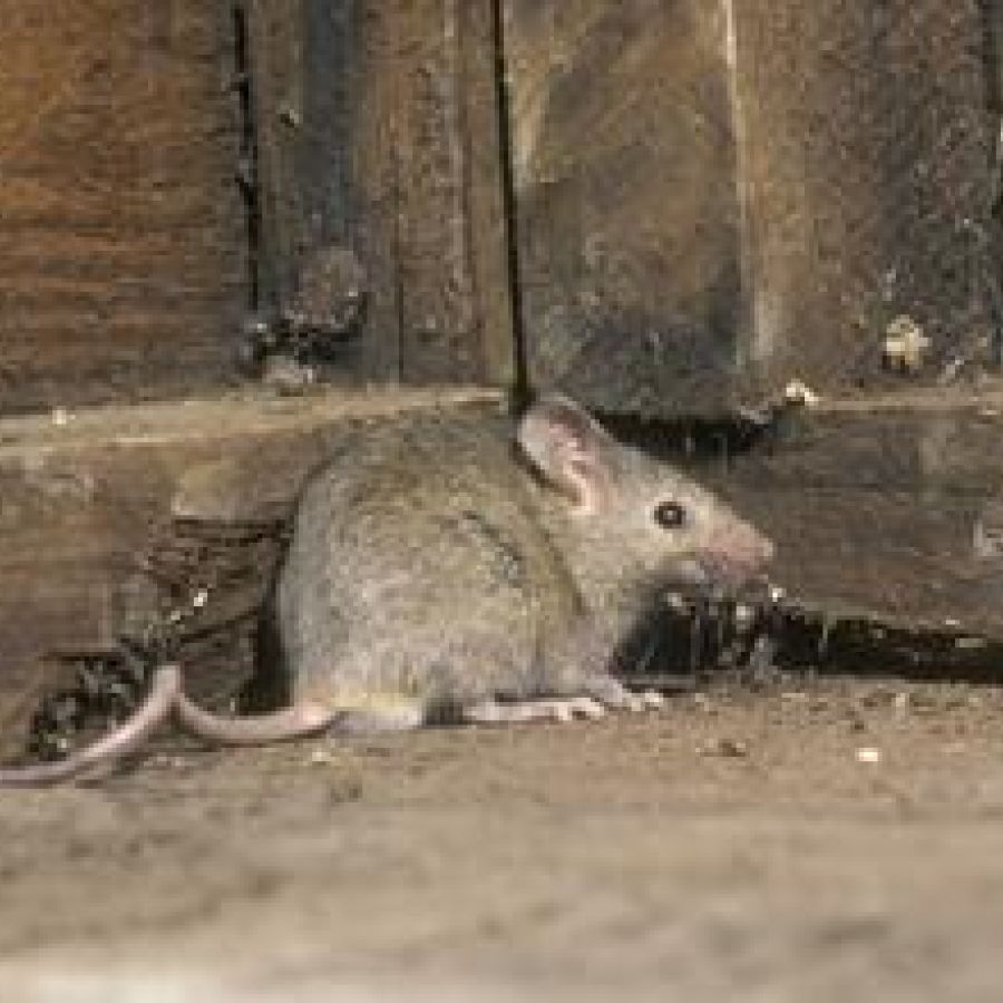 een plaagdier rat die veel overlast veroorzaakt