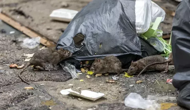 Rattenbestrijding in Utrecht