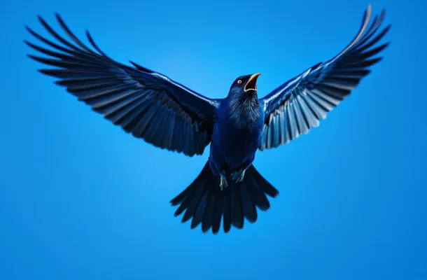 Geschrokken kauw in vlucht met gespreide vleugels tegen blauwe lucht, reagerend op geluidssignaal voor vogelafweer