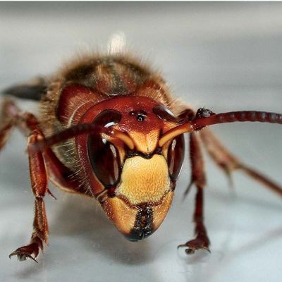 een wesp die betreden wordt door een plaagdierbeheerser