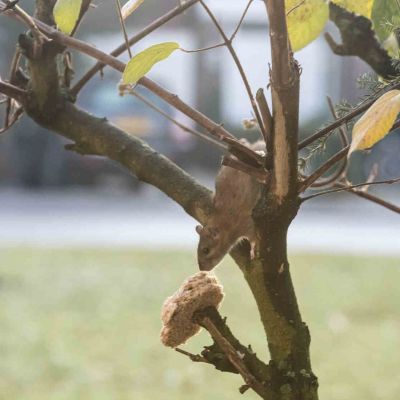 Rat eet brood voor de vogels