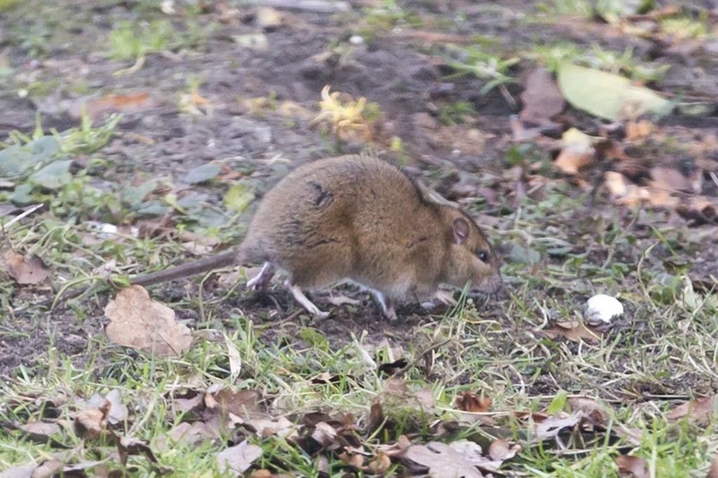 Ratten bestrijden