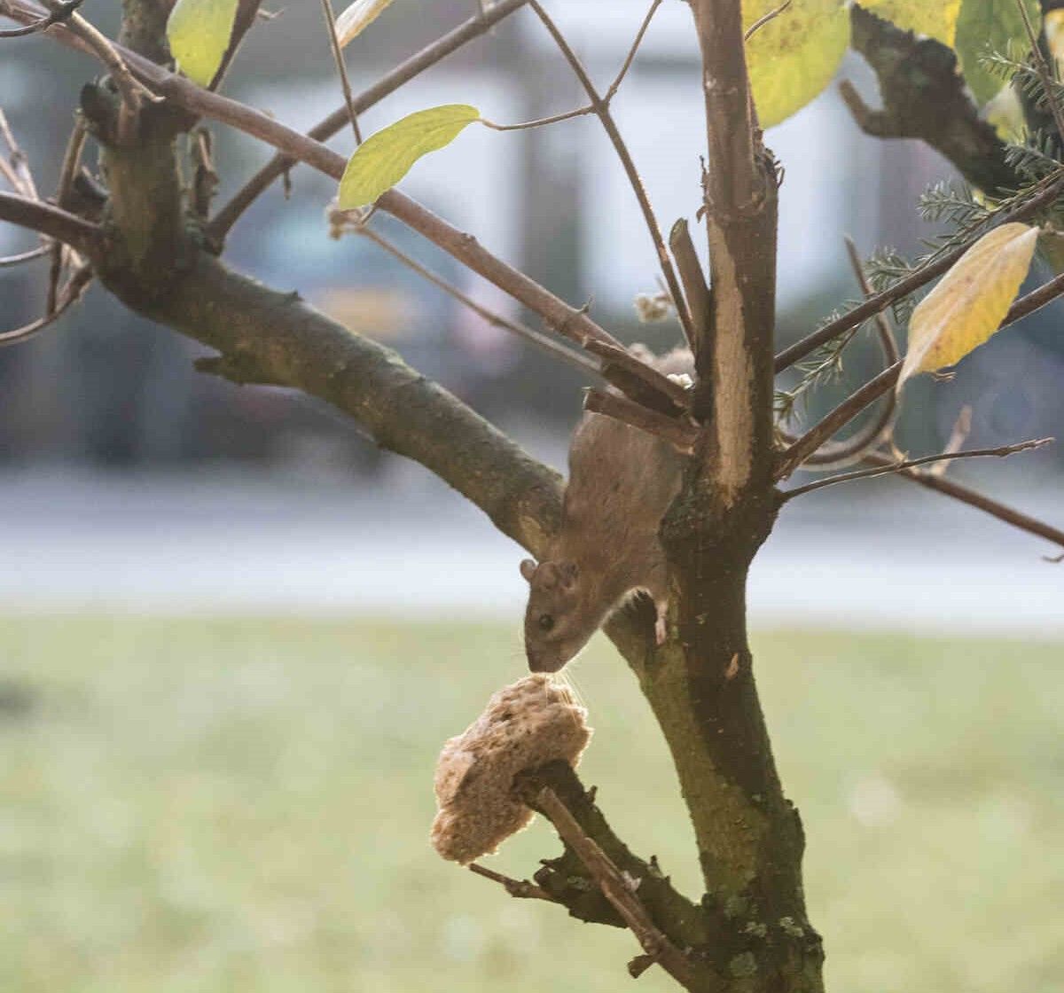 Ratten in de tuin