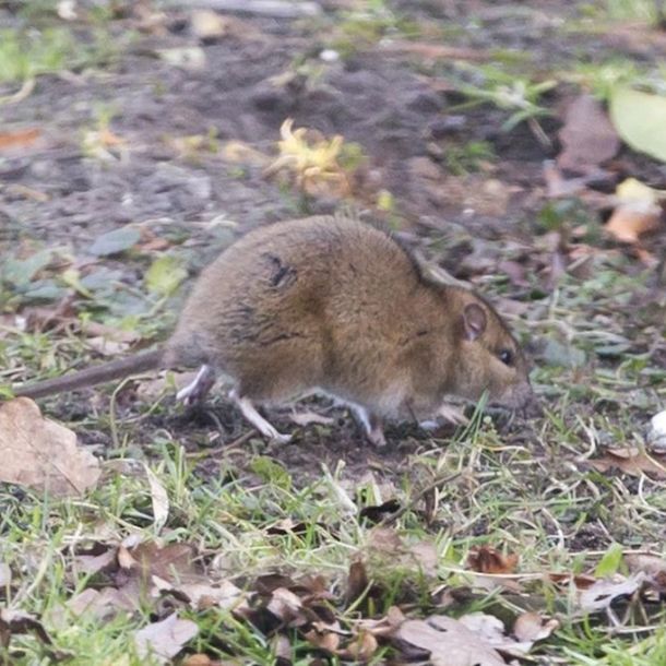 Ratten bestrijden