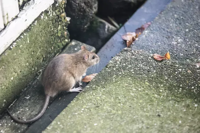 Rattenplaag herkennen - bruine rat