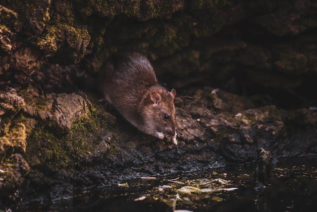 Een rat bij water