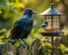 Glanzende zwarte kauw op tuinhek met vogelvoederstation met afweersysteem op achtergrond tussen groen gebladerte