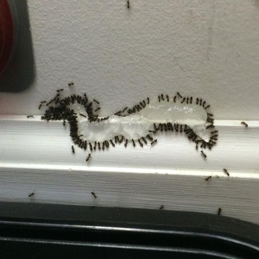 mierenoverlast in een woning waar mierenbestrijding hard nodig is
