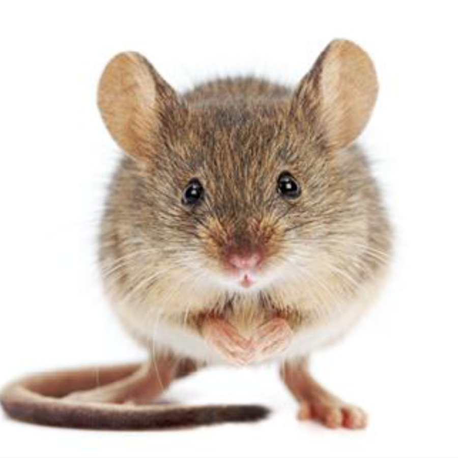 plaagdierbeheersing tegen muizen