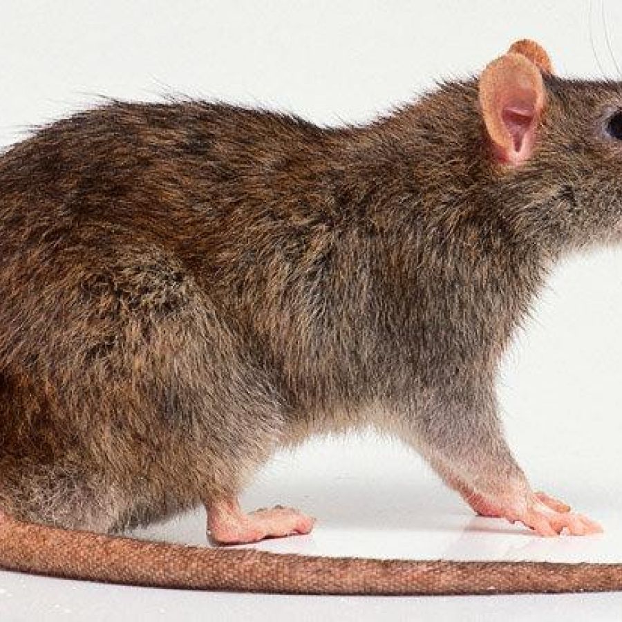 een bruine rat onderdeel van een rattenplaag