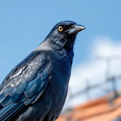 Kauw met grijze nek en blauwe ogen op terracotta dakpan, vogelafweer zichtbaar op achtergrond tegen blauwe lucht