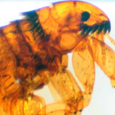 kattenvlo onder de mrciscoop