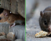 muizen of ratten