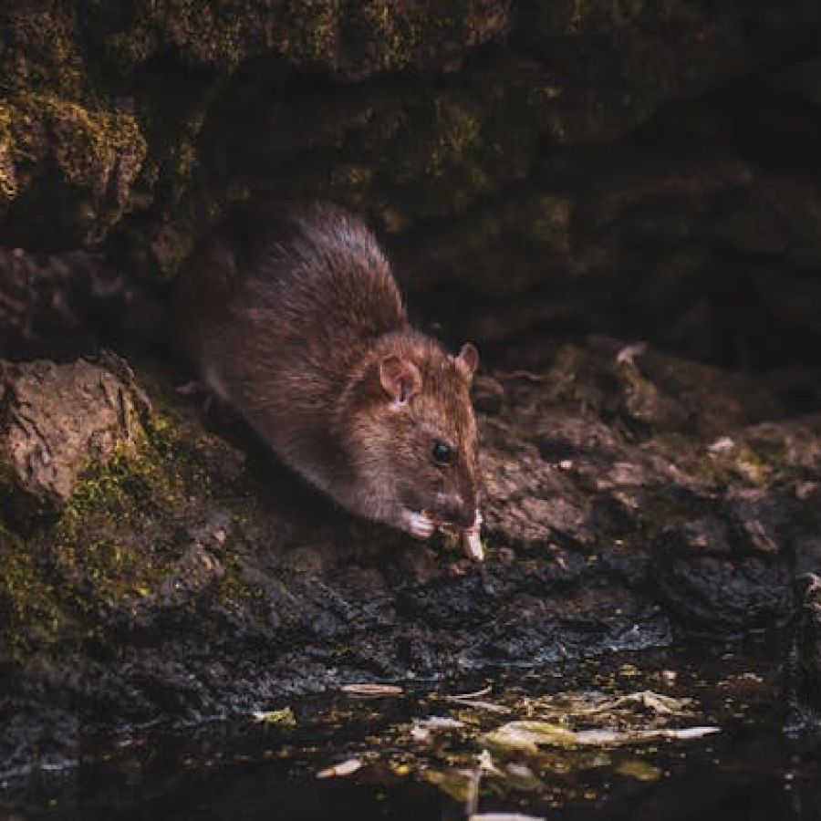 Een rat bij water