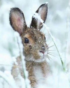 een konijn in de sneeuw waar faunabeheer voor wordt toegepast