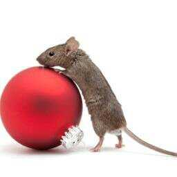 een muis die een kerstbal duwt