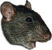 de kop van een zwarte rat