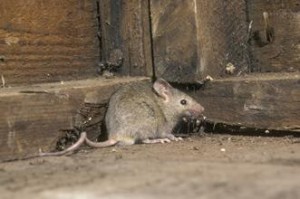 een muis die angstig in de hoek zit en overlast veroorzaakt