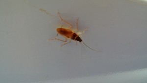 niet alle kakkerlakken zijn lichtschuw