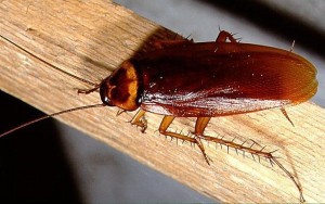 Amerikaanse kakkerlak ingezoomd