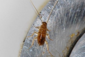 Amerikaanse kakkerlak waar bestrijding noodzakelijk voor is