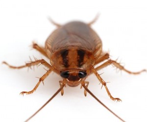 Duitse kakkerlak die onderdeel kan zijn van een kakkerlakplaag