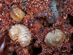 de larven van een broodkever