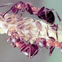 mieren onder de microscoop waar bestrijding voor nodig is