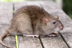 een bruine rat op een vlonder die overlast veroorzaakt