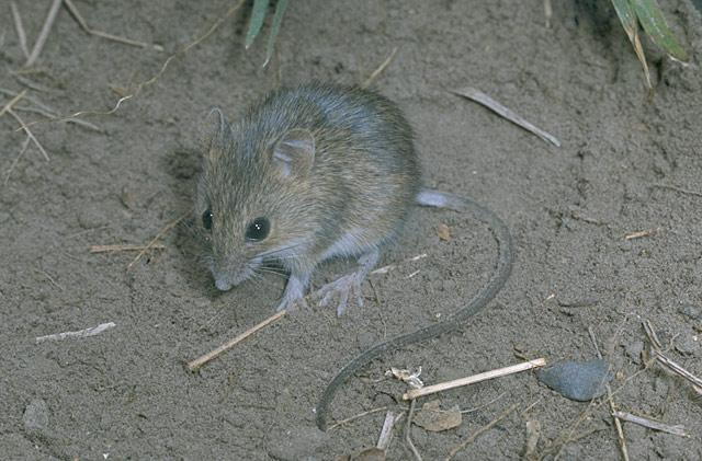een muis waar muizenbestrijding voor nodig is