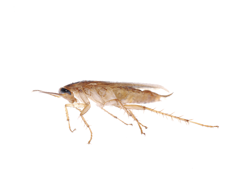 een kleine kakkerlak onderdeel van een kakkerlakprobleem