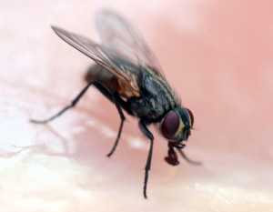 een kamervlieg zorgt in de zomer voor veel overlast