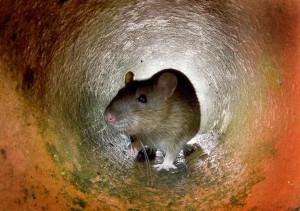 een rat waar rattenbestrijding voor nodig is