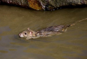 bruine ratten kunnen goed zwemmen