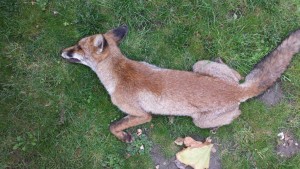 een dode vos die zorgde voor overlast en waarvoor faunabeheer goed is