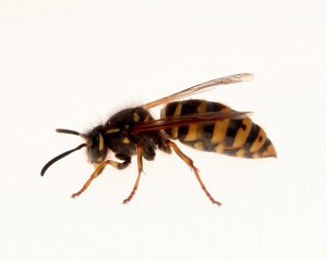 een wesp die wespenoverlast veroorzaakt