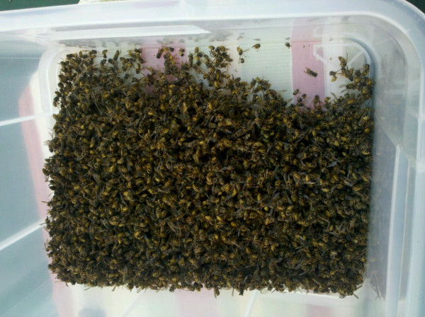 opvangbak vol met dode wespen dankzij wespenbestrijding
