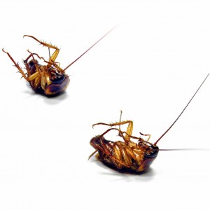 kakkerlakken gedood door een ongediertebestrijder