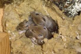 nest met jonge muizen in een pallet met inkomende goederen