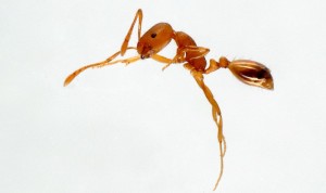 een tropische faraomier waar mierenbestrijding noodzakelijk voor is