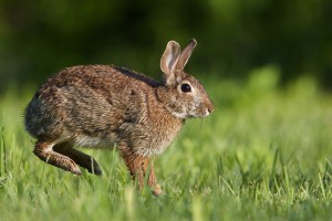 Oost Europees Konijn die konijnen overlast veroorzaakt