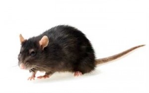 een rat waarvoor rattenbestrijding goed is