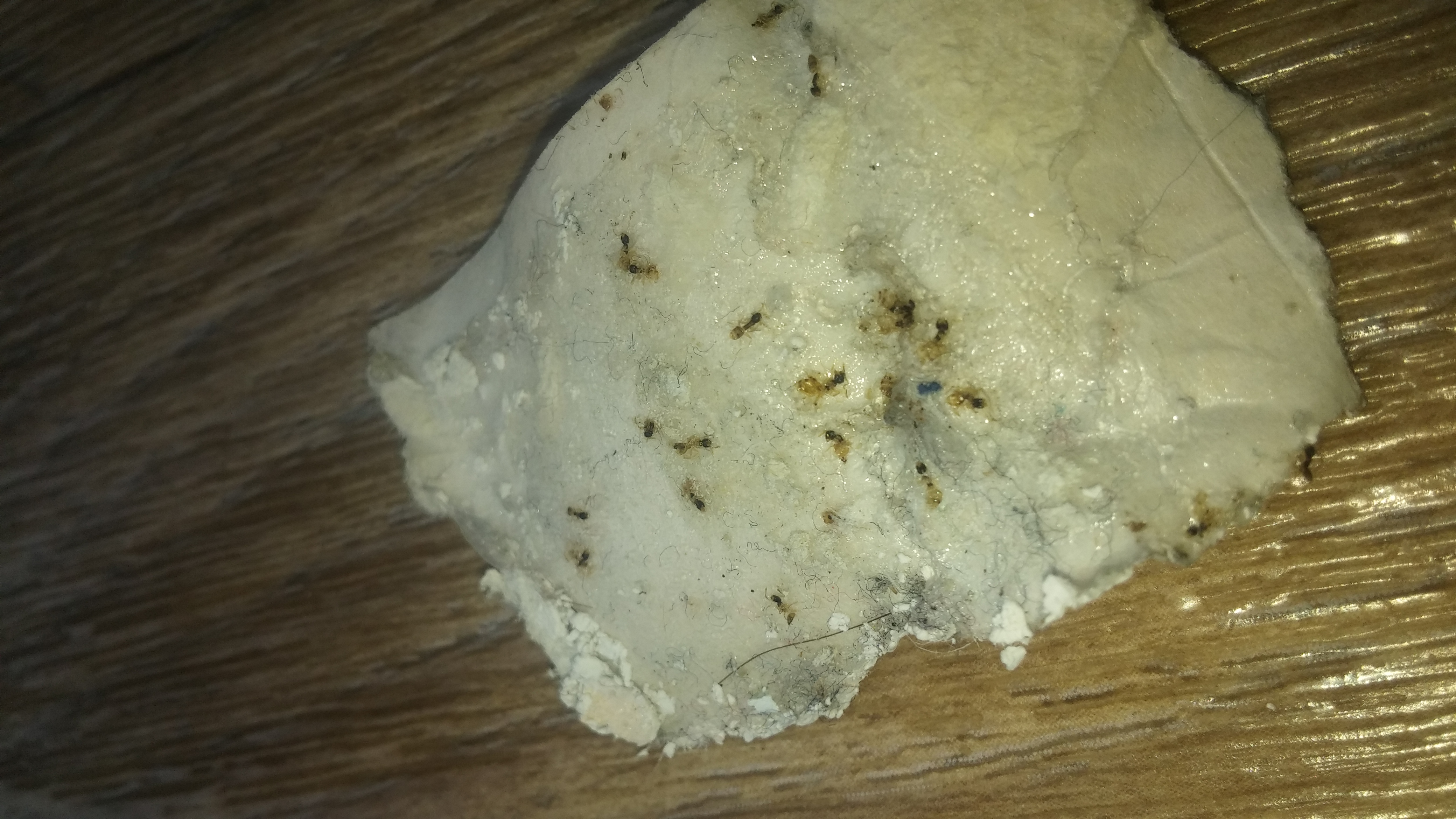 Ongediertebestrijding Zoetermeer waarbij mieren bestrijding toegepast kan worden