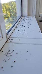 Vliegen overlast op vensterbank door clustervlieg