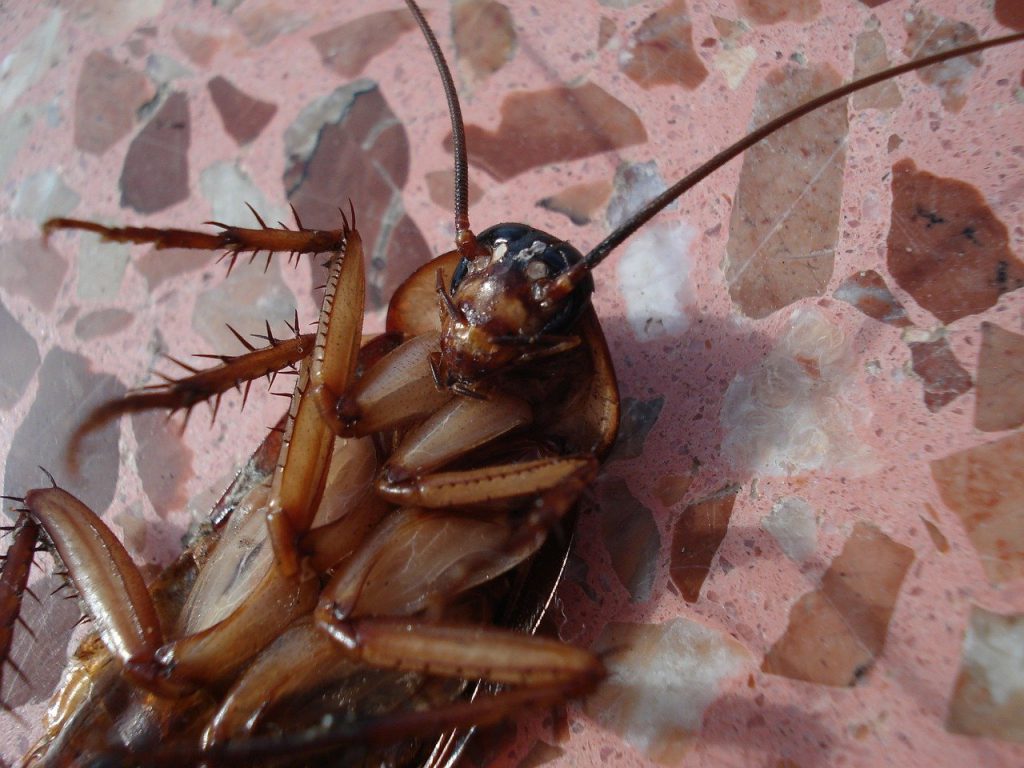Kakkerlakken bestrijden in horeca